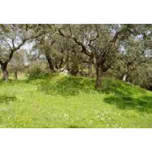 Click para ampliar. Pulsa en el nombre para ver la ficha. BARCARROTA - Tumulo dólmen de Rocamador. Badajoz